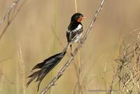 *NEW* Strange-tailed Tyrant (male)