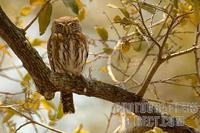 Pearl spotted Owlet in tree stock photo