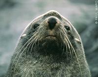 Antarctic Fur Seal - Arctocephalus gazella