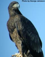 Bald               eagle, Haliaeetus leucocephalus