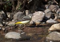 Grey wagtail C20D 02192.jpg