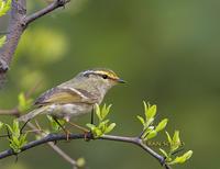 Pallas's leaf warbler C20D 03842.jpg