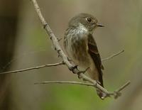 Sibirisk flugsnappare Muscicapa sibirica