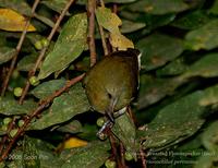 Crimson-breasted Flowerpecker (female)