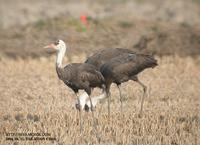 Hooded Crane Grus monacha 흑두루미