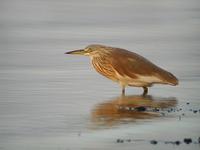 Squacco Heron (Ardeola ralloides)