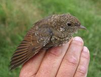 Thrush Nightingale (Luscinia luscinia), 1K