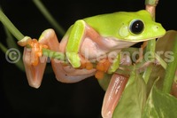 : Agalychnis moreletii; Black-eyed Tree Frog
