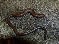 : Batrachoseps nigriventris; Black-bellied Slender Salamander