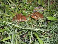 : Bufo achavali; Achaval's Toad