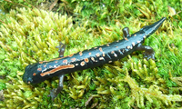 : Bolitoglossa lincolni