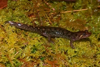 : Desmognathus monticola; Seal Salamander
