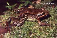 : Leptodactylus riveroi