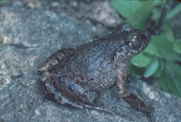: Leptolalax sungi