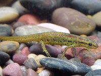 : Notophthalmus viridescens dorsalis; Broken-Stripe Newt