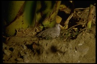 : Columbina passerina; Common Ground Dove