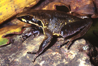 : Xenophrys major