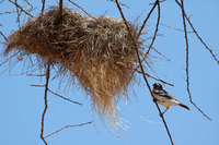 : Plocepasser mahali; White Browed Sparrow Weaver