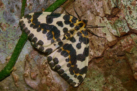 : Abraxas grossulariata