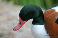 : Tadorna tadorna; Common Shelduck