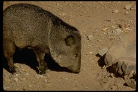 : Tayassu pecari; Peccary