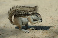 : Xerus inaurus; Ground Squirrel