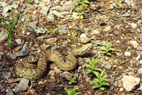 : Crotalus willardi willardi; Ridge-nosed Rattlesnake