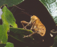 : Curculio occidentis; Filbert Weevil;