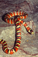 : Lampropeltis pyromelana