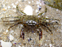 : Pachygrapsus marmoratus; Cangrejo Corredor