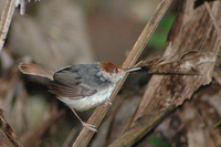 Rufous-tailed Tailorbird (Orthotomus sericeus)