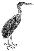 PACIFIC REEF HERON, MOTUKU (Egretta sacra)