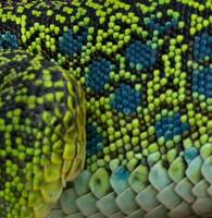 ...Detail of the scales of an Ocellated lizard - Lacerta viridis - Lagarto ocelado - Llangardaix oc