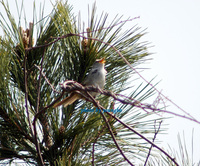 휘파람새( Bush Warbler)
