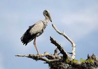 Photo of zejozob asijský Anastomus oscitans Asian Openbill Silberklaffschnabel