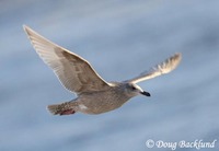 Thayer's Gull - Larus thayeri