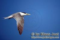 Eilseeschwalbe/Swift tern/Sterna bergii