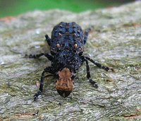 Platyrhinus resinosus - Cramp-ball Fungus Weevil