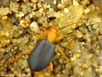 Brachinus crepitans