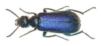 Cabalia rufiventris