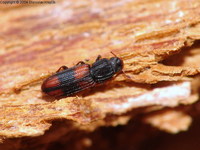 Bitoma crenata