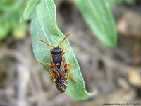 Nomada fucata