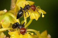 Crematogaster scutellaris