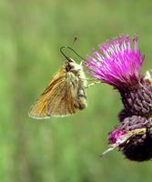 Thymelicus sylvestris - Small Skipper