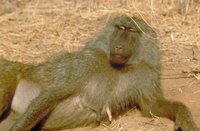 Olive baboon (Papio anubis)