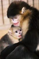 Black snub-nosed monkey (Rhinopithecus bieti)