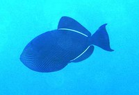 Melichthys niger, Black triggerfish: fisheries, aquarium