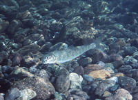 Salvelinus malma malma, Dolly varden: fisheries, gamefish