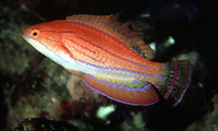 Paracheilinus carpenteri, Pink flasher: aquarium