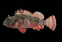 Scorpaena histrio, Player scorpionfish: fisheries